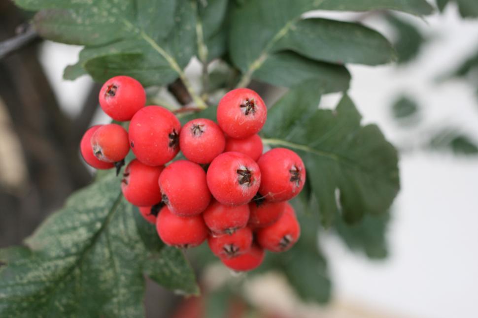 Free Image of bunch of berries 