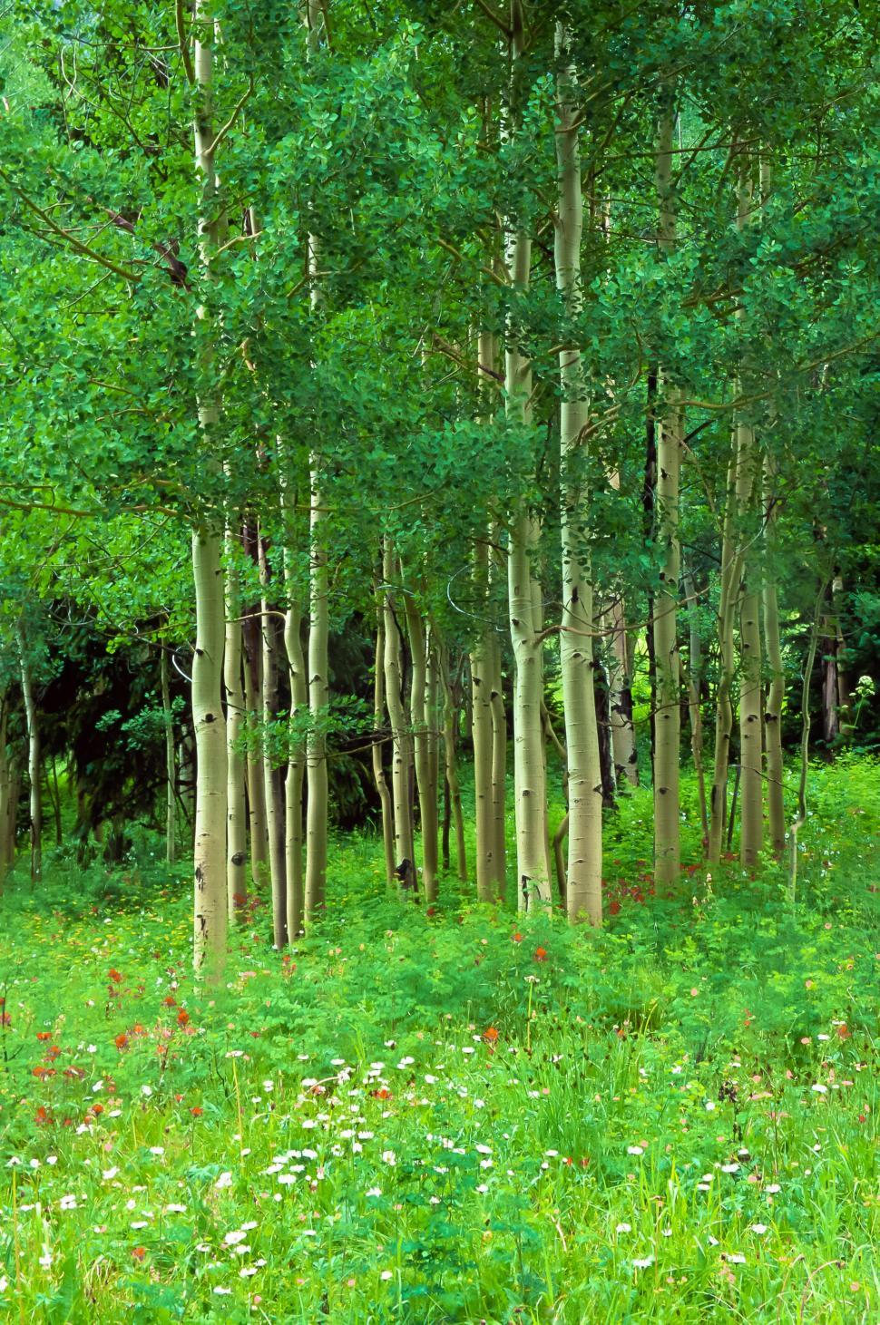 Free Image of Trees 