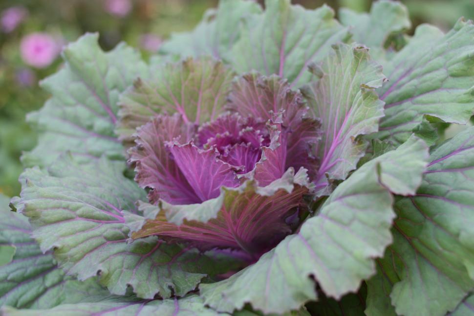 Free Image of purple cabbage 