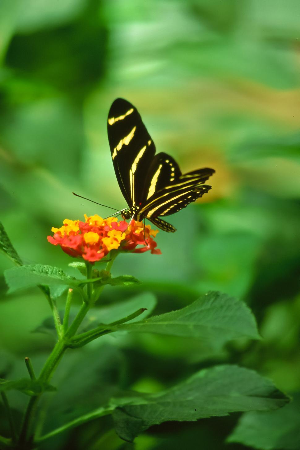 Free Image of Zebra Longwing Butterfly 