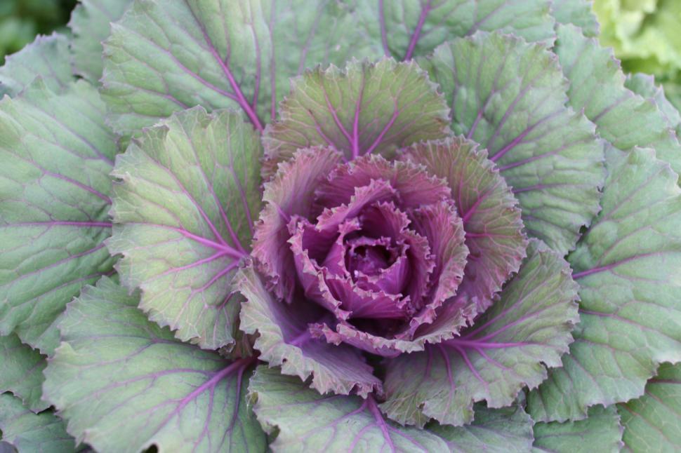 Free Image of purple cabbage 2 