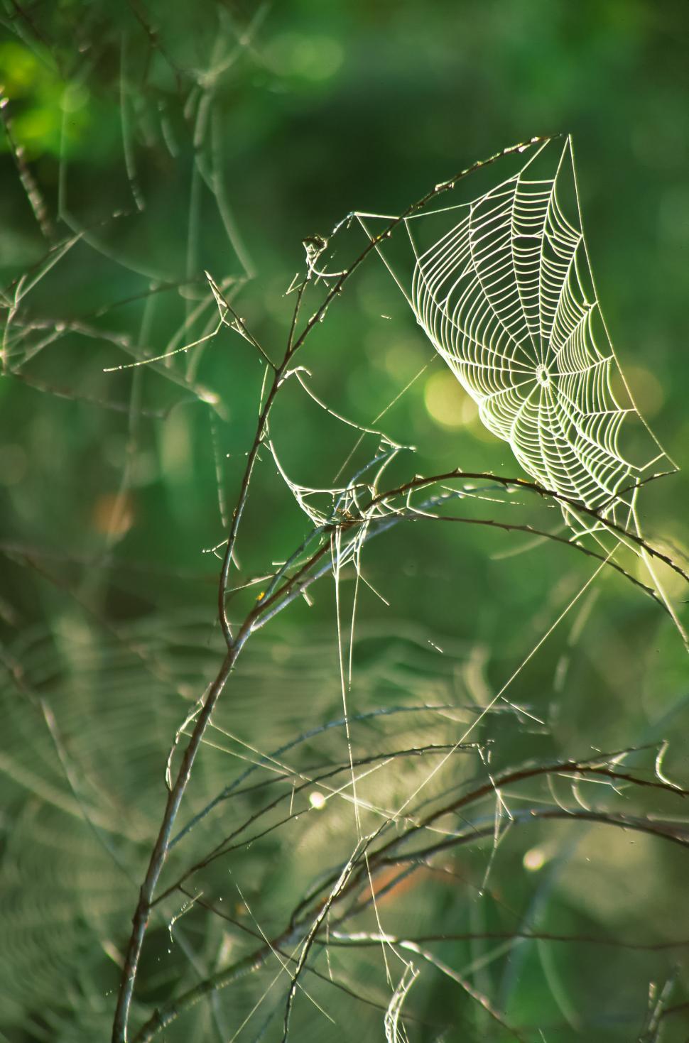 Free Image of Spider Web  