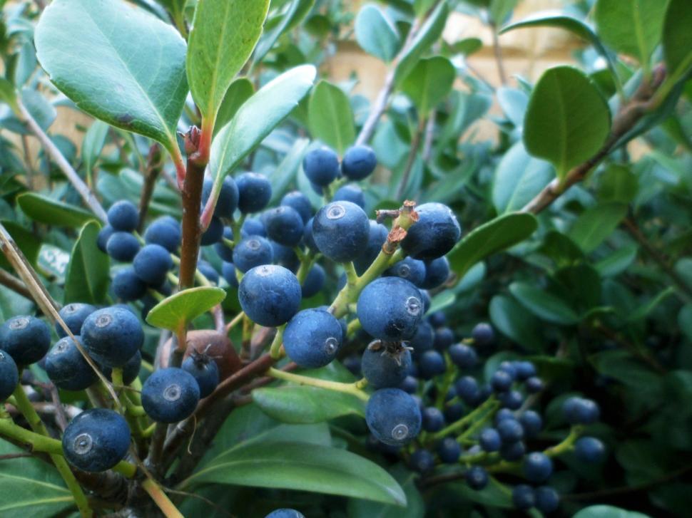 Free Image of Bush With Blue Berries 