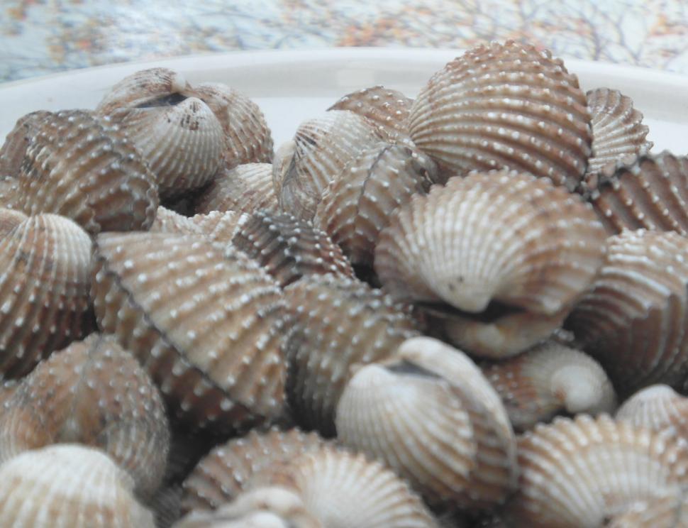 Free Image of Cockles 