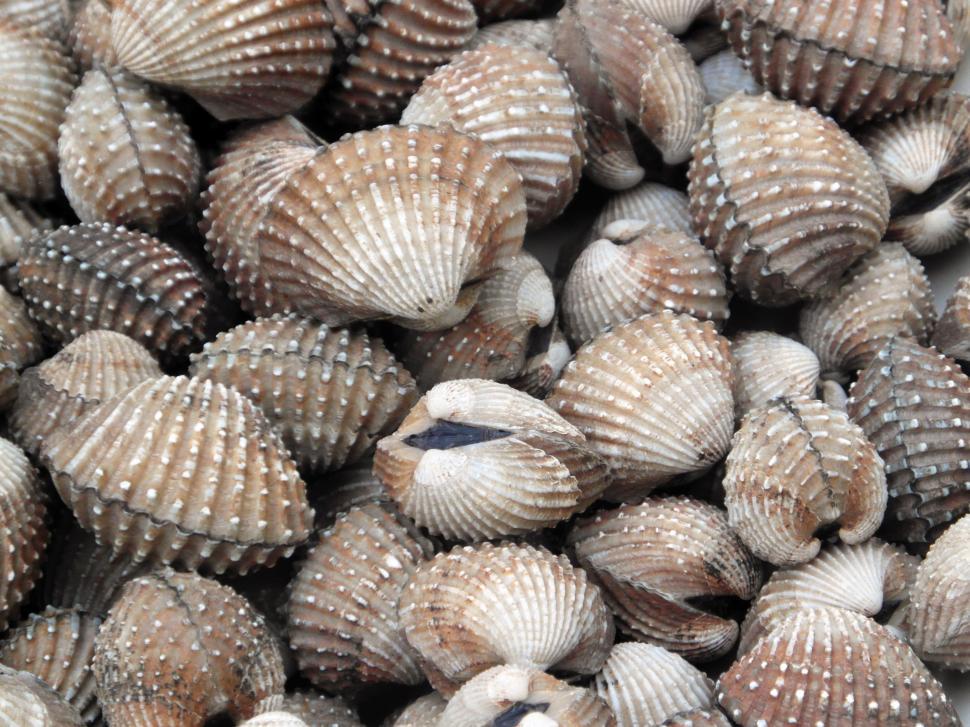 Free Image of Cockles 