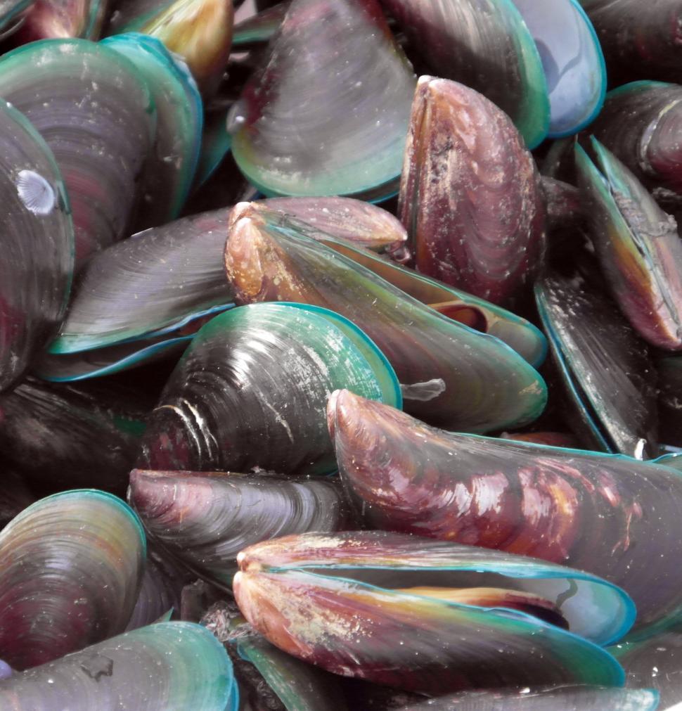Free Image of Mussels 