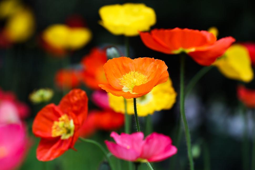 Free Image of poppies in bloom 