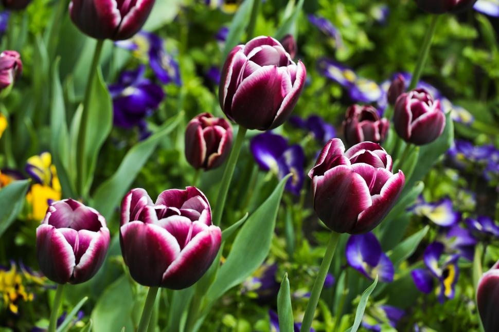 Free Image of Tulips 