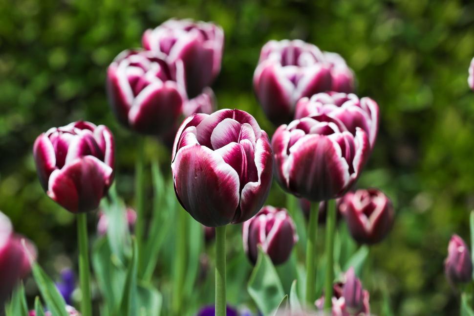 Free Image of More Tulips 