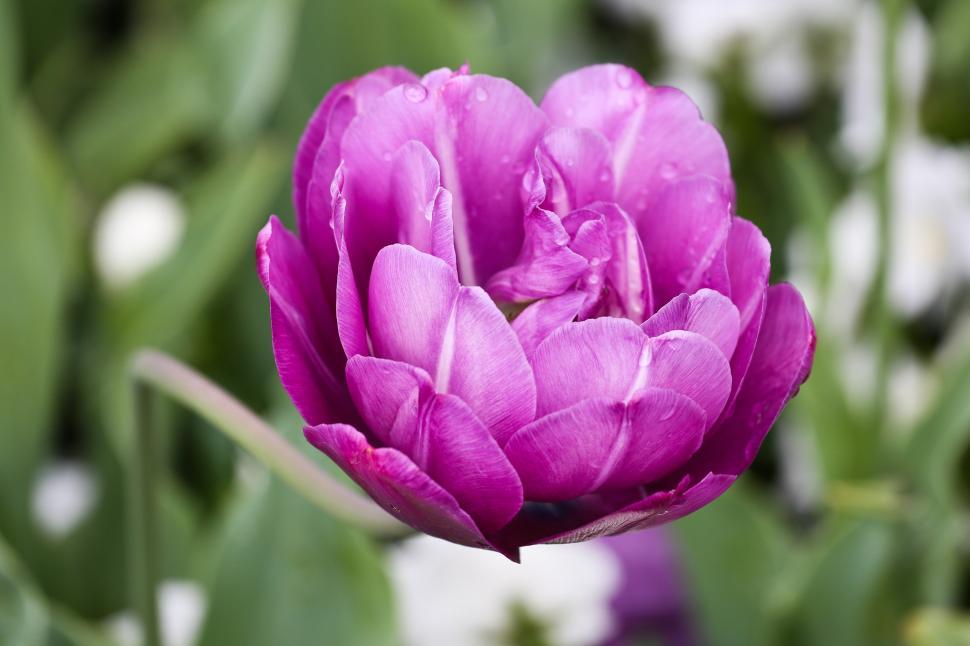 Free Image of tulips 