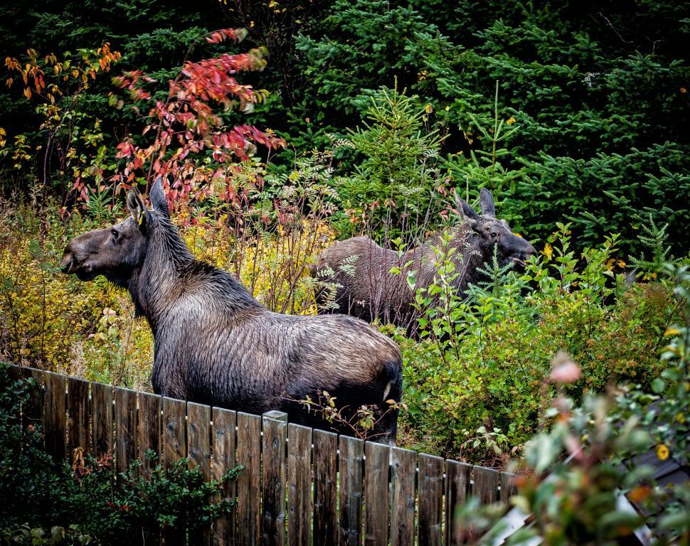 Free Image of Moose 