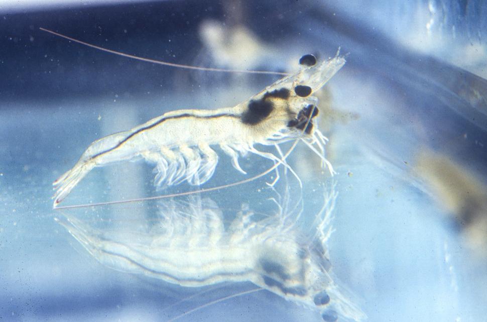 Free Image of Whiteleg shrimp 