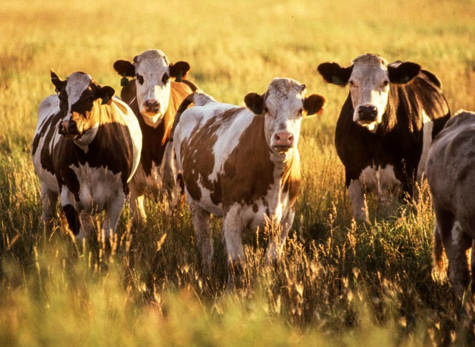 Free Image of Hereford  cattle  