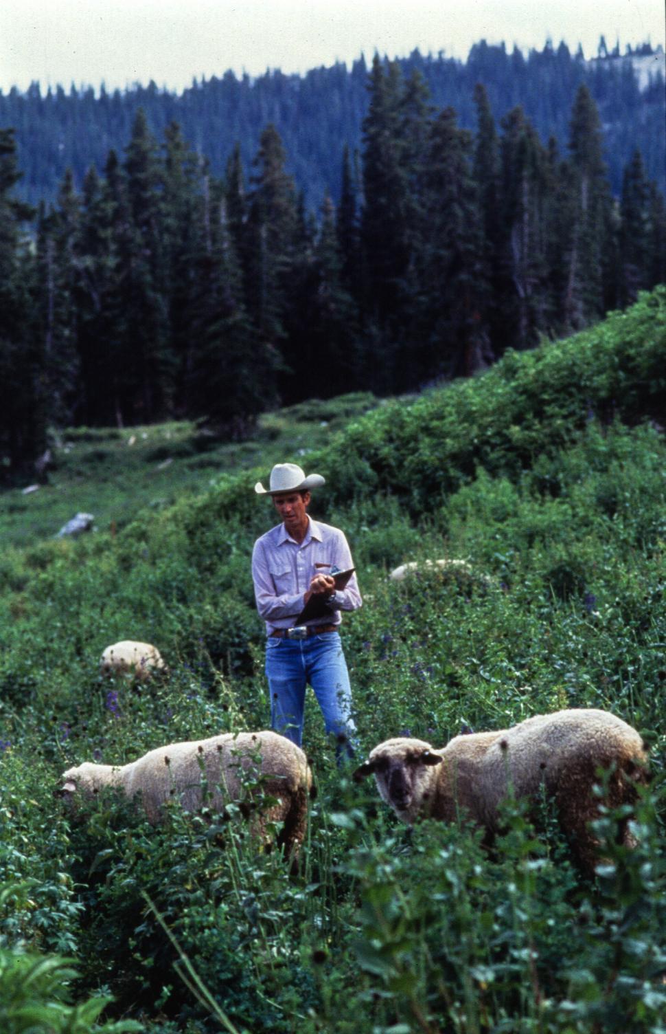 Free Image of  One Man and Herd of sheep 