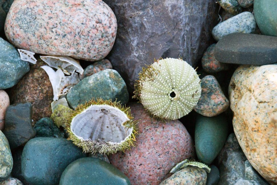 Free Image of Sea Urchin 