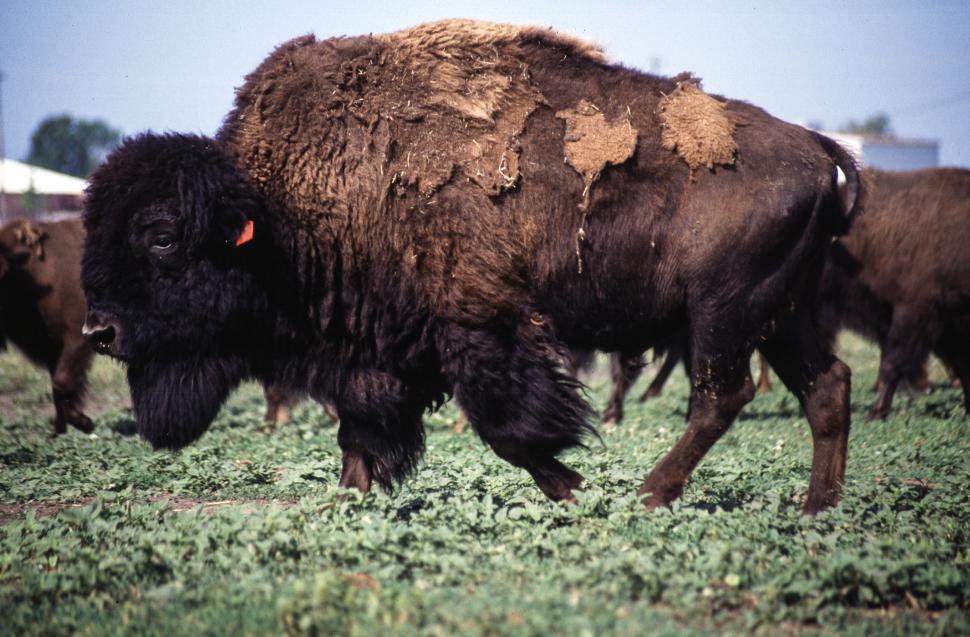 Free Image of Bisons 
