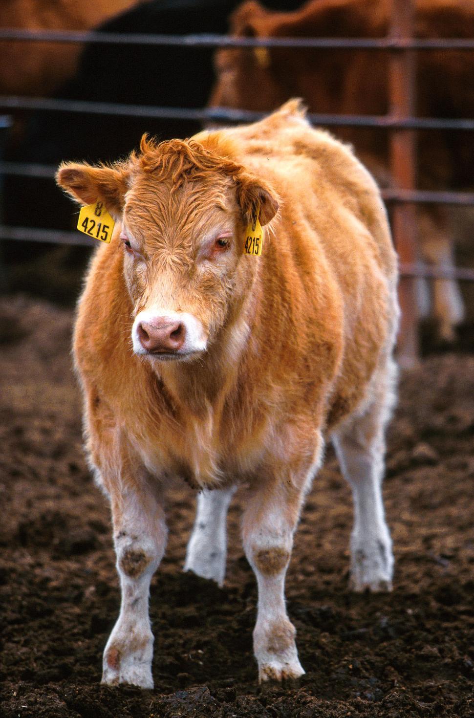 Free Image of Piedmontese ? Hereford cattle 