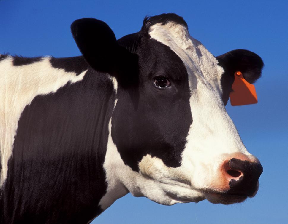 Free Image of Dairy Cow 