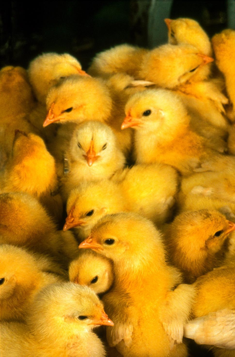 Free Image of Young Yellow chicks 