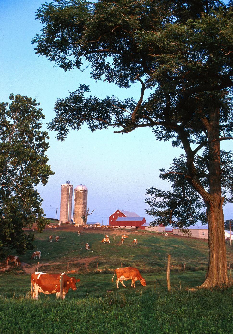 Free Image of Dairy Farm 