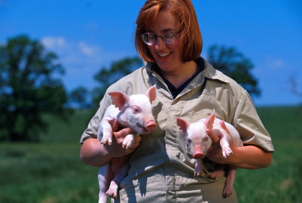 Free Image of Woman with piglets 