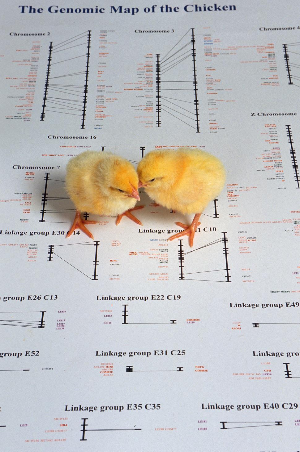 Free Image of Two Young Yellow chicks 