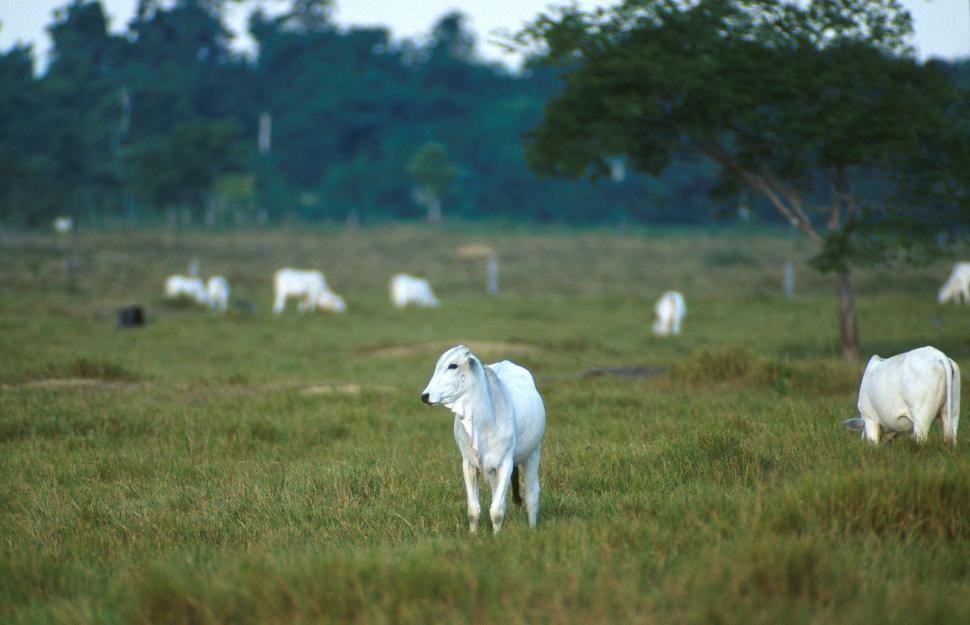 Free Image of Group of Nellore beef cattle 