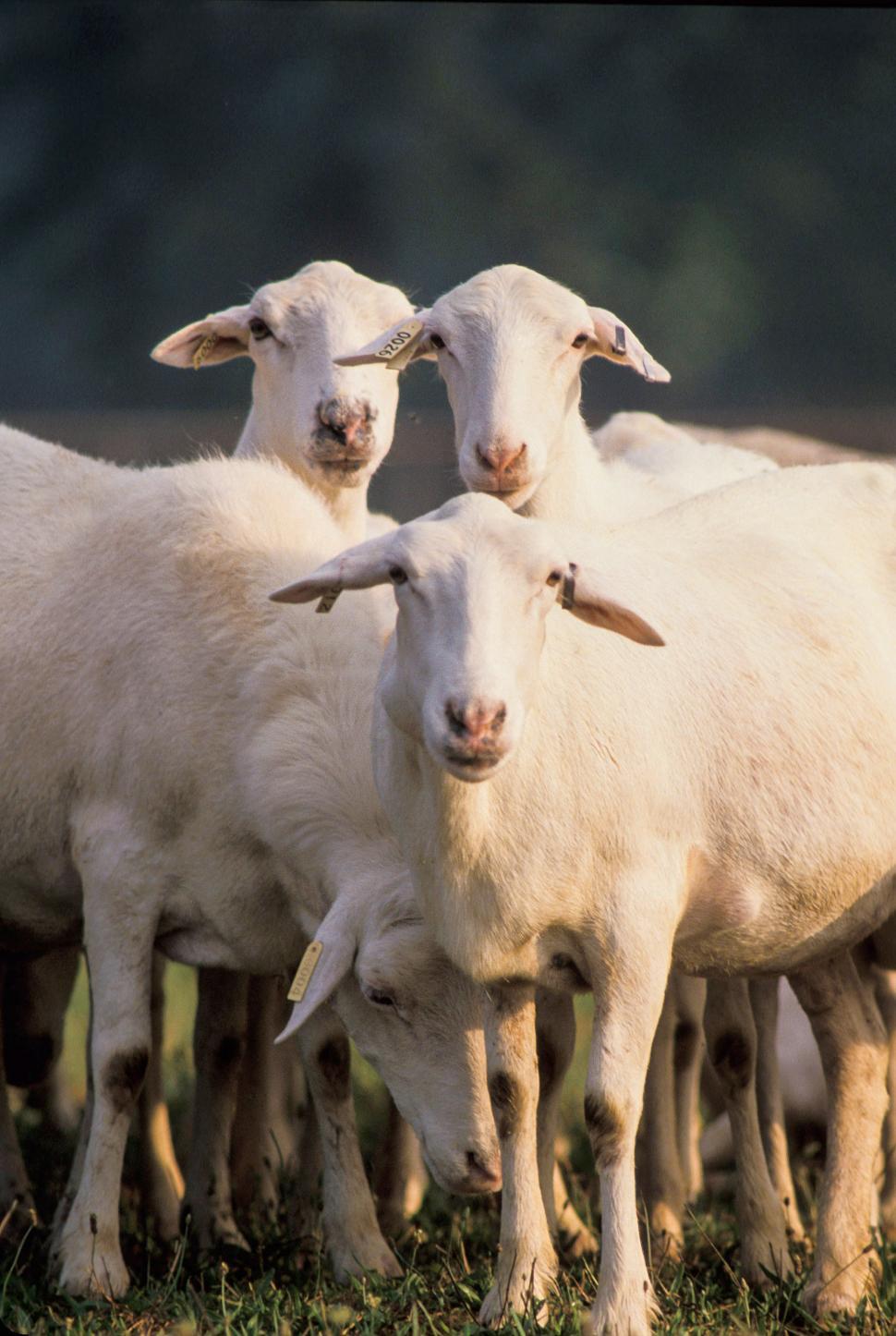 Free Image of St. Croix Lambs 