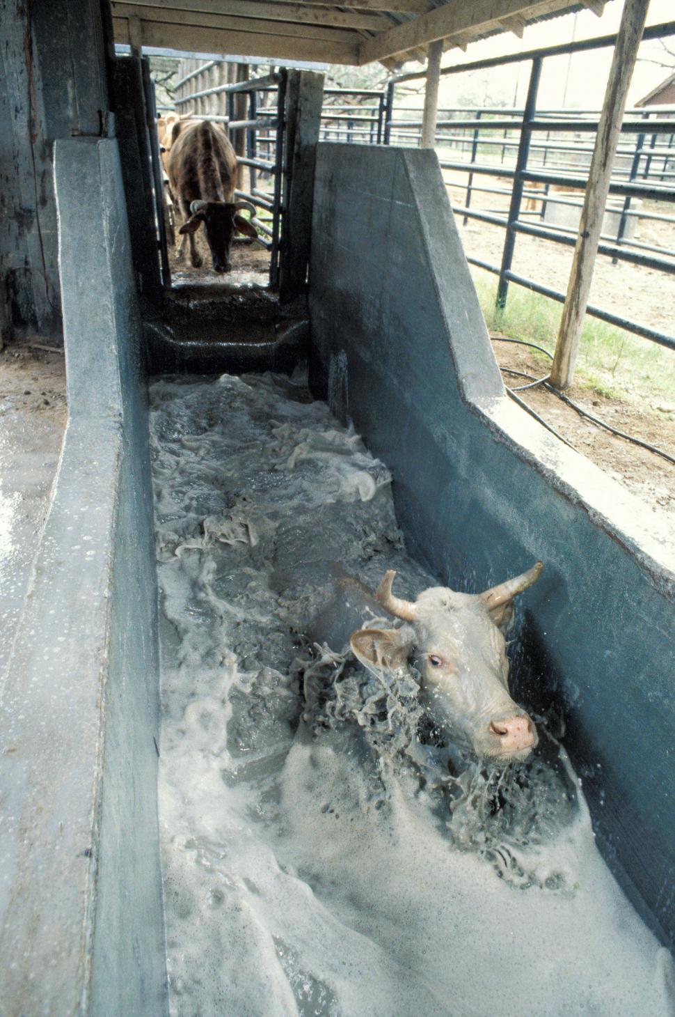 Free Image of Cow bathing  