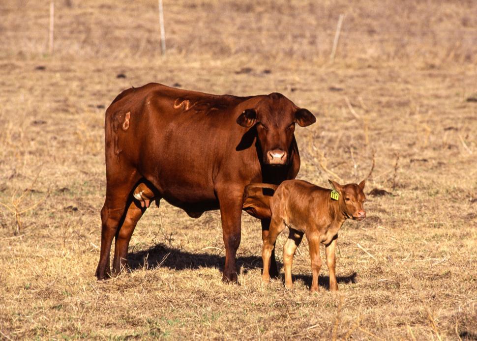 Free Image of Senepol breed of beef cattle 