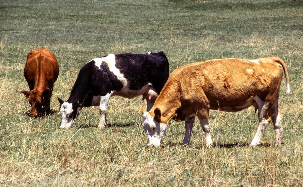 Free Image of Cattle graze 