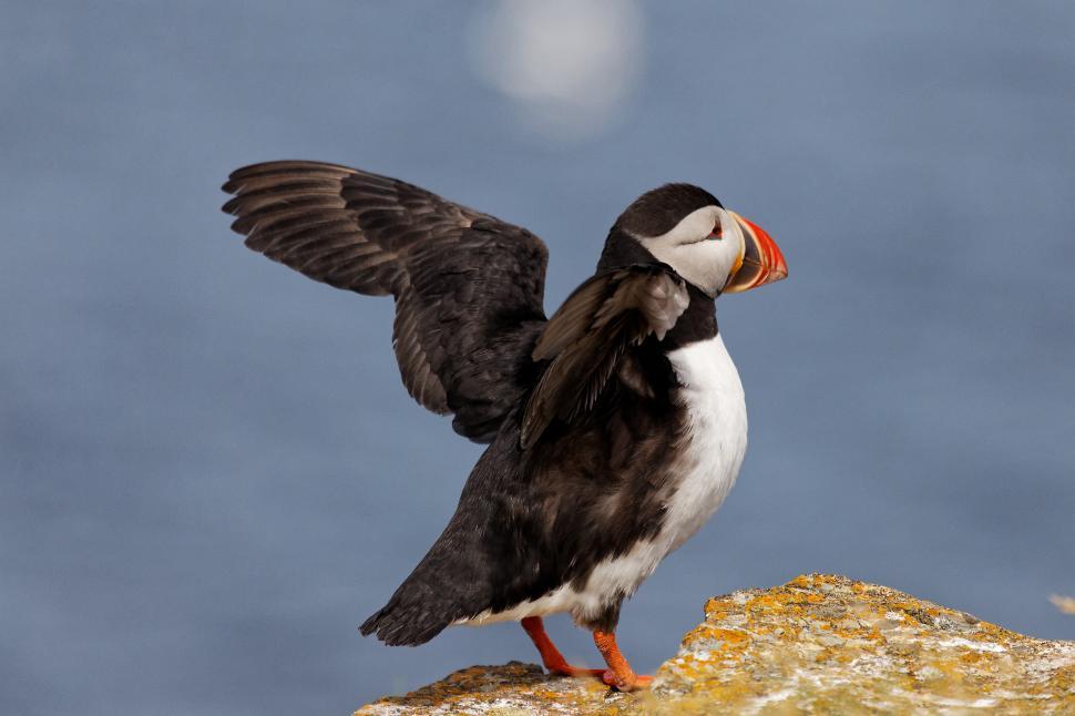 Free Image of One Puffin 