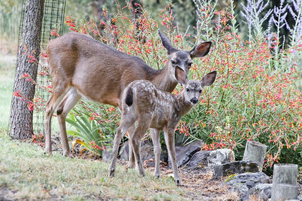 Free Image of Mother and fawn 