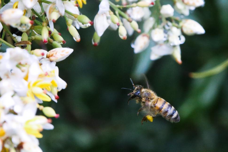 Free Image of Honey bee hovering 