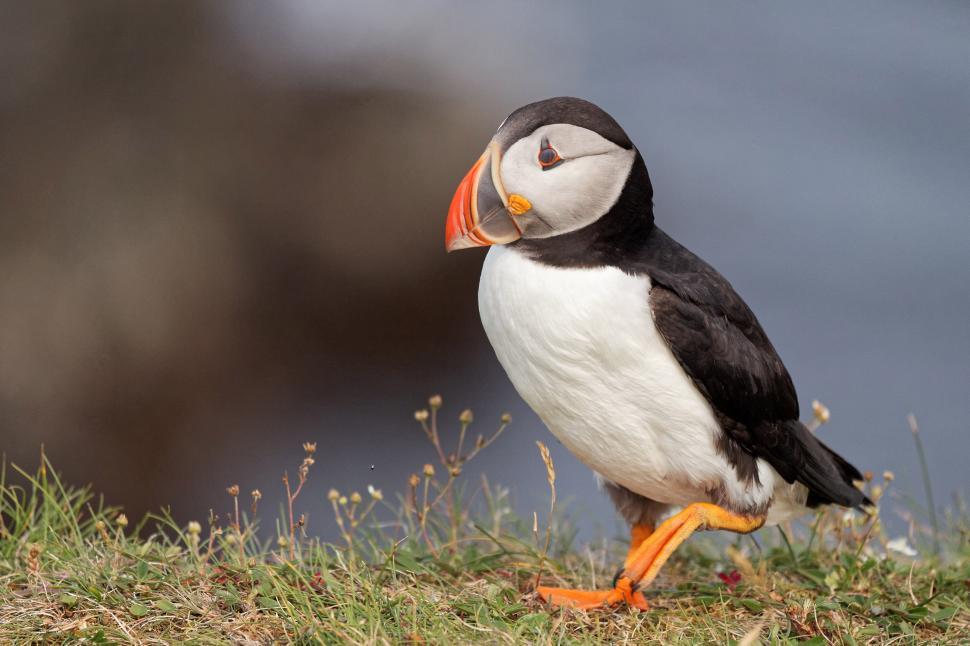 Free Image of Puffins 