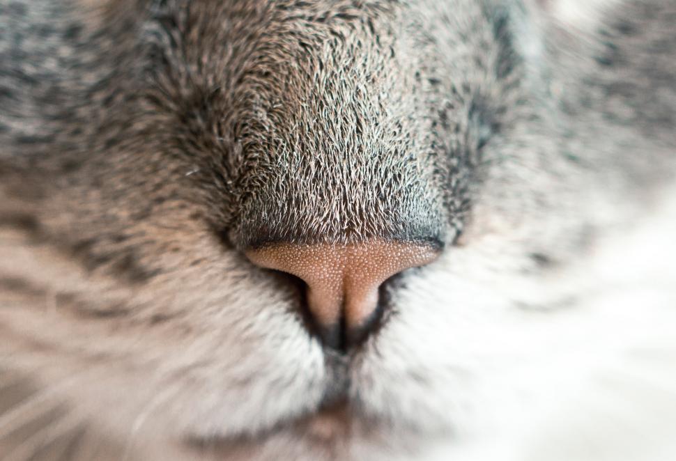 Free Image of Cat Nose 