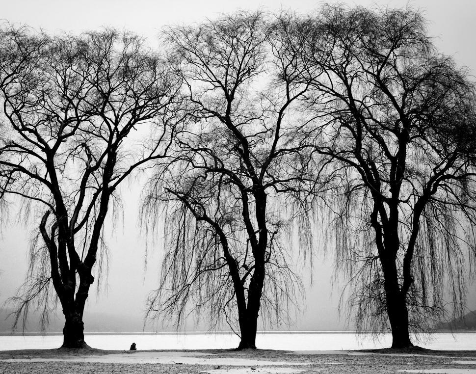 Free Image of Trees Triplets  