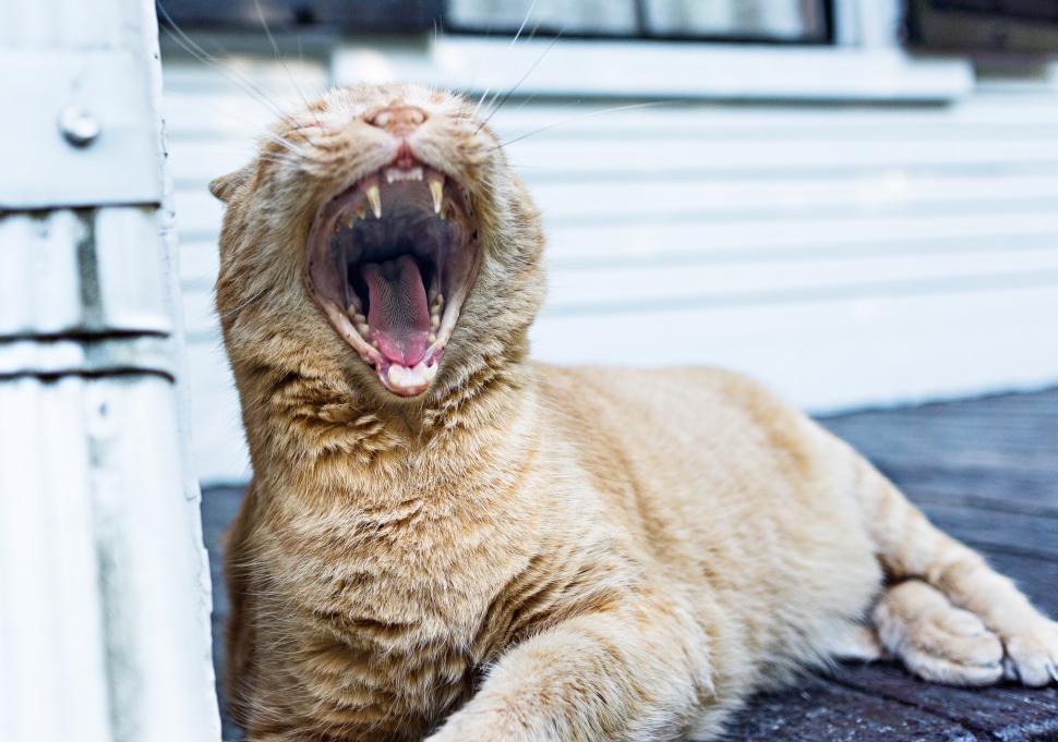 Free Image of Yawning Cat 