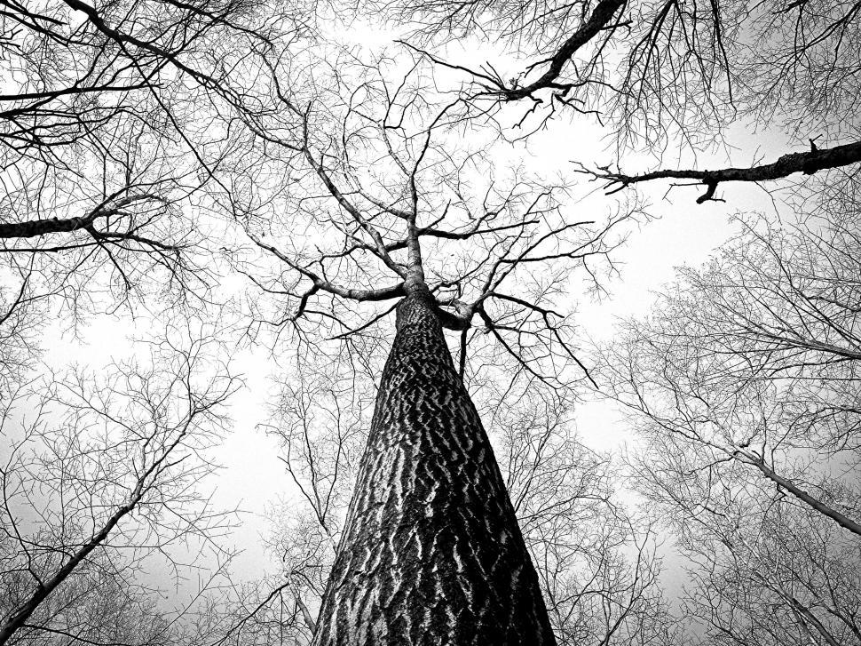 Free Image of Trees  