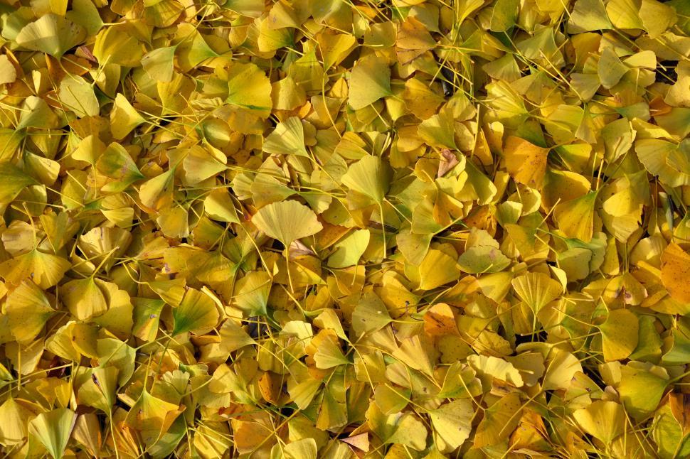 Free Image of Ginkgo biloba leaves 