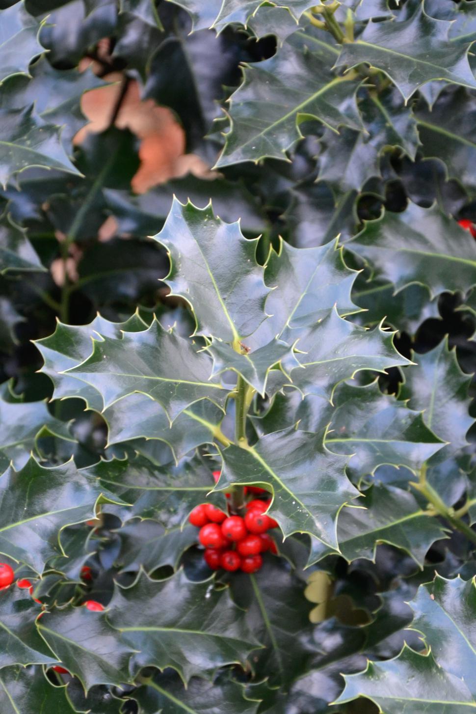 Free Image of Christmas holly 