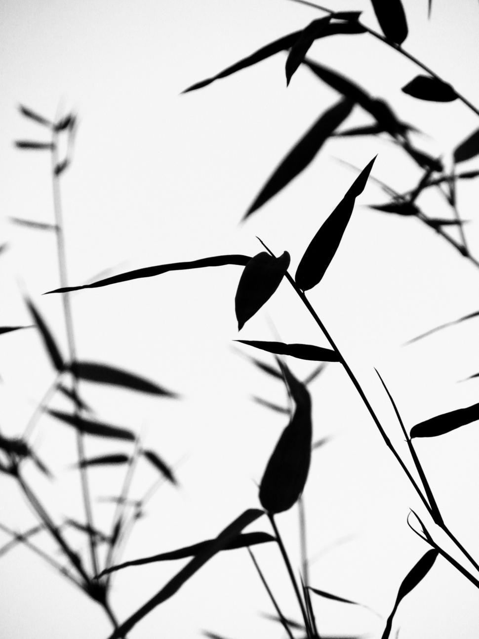 Free Image of Bamboo Leaves Silhouette 