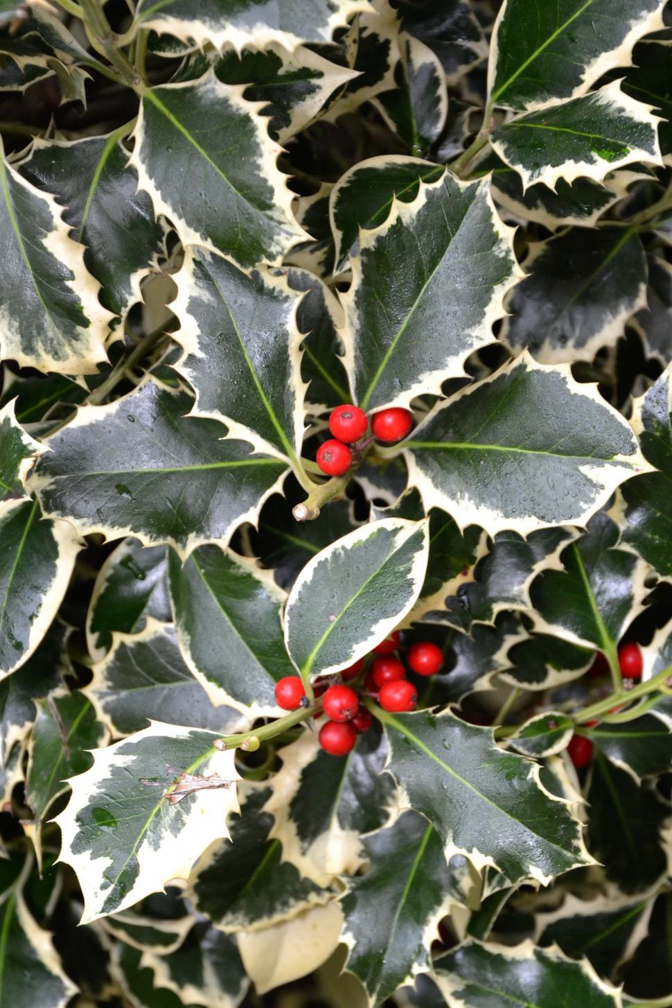 Free Image of Christmas holl variegated 