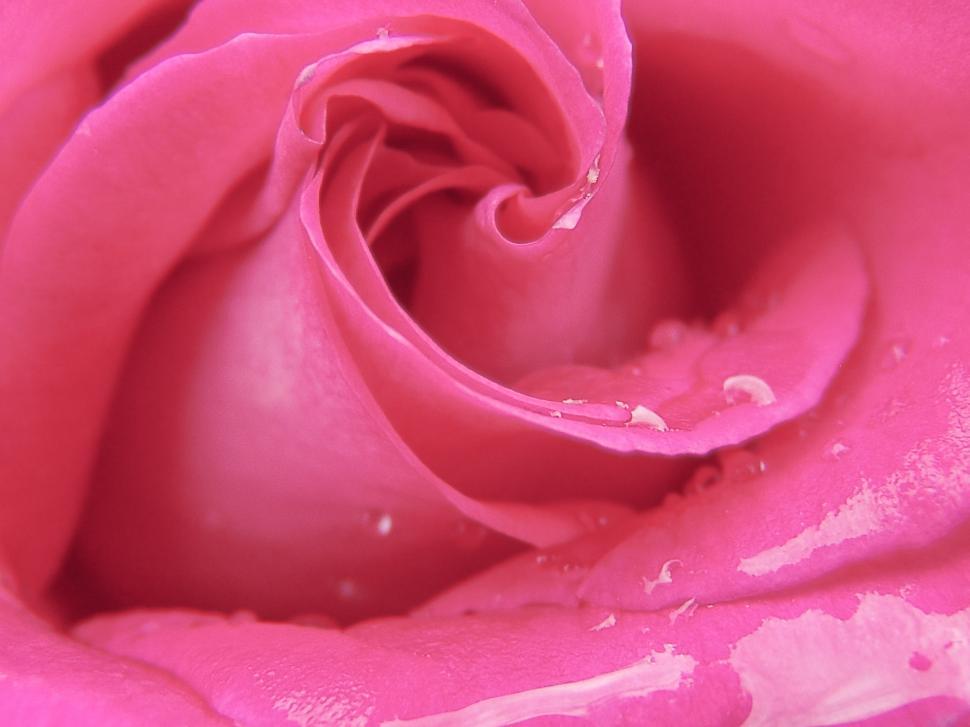 Download Free Stock Photo of Water drops on Pink Rose Flower  