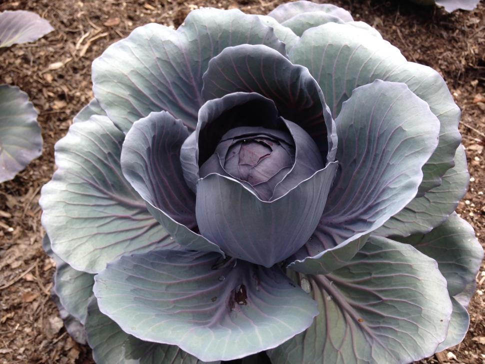 Free Image of Cabbage 