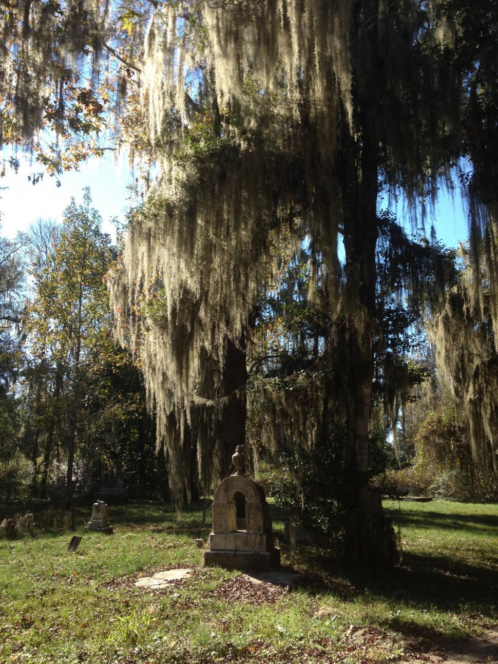 Free Image of Southern Cemetery and Trees 