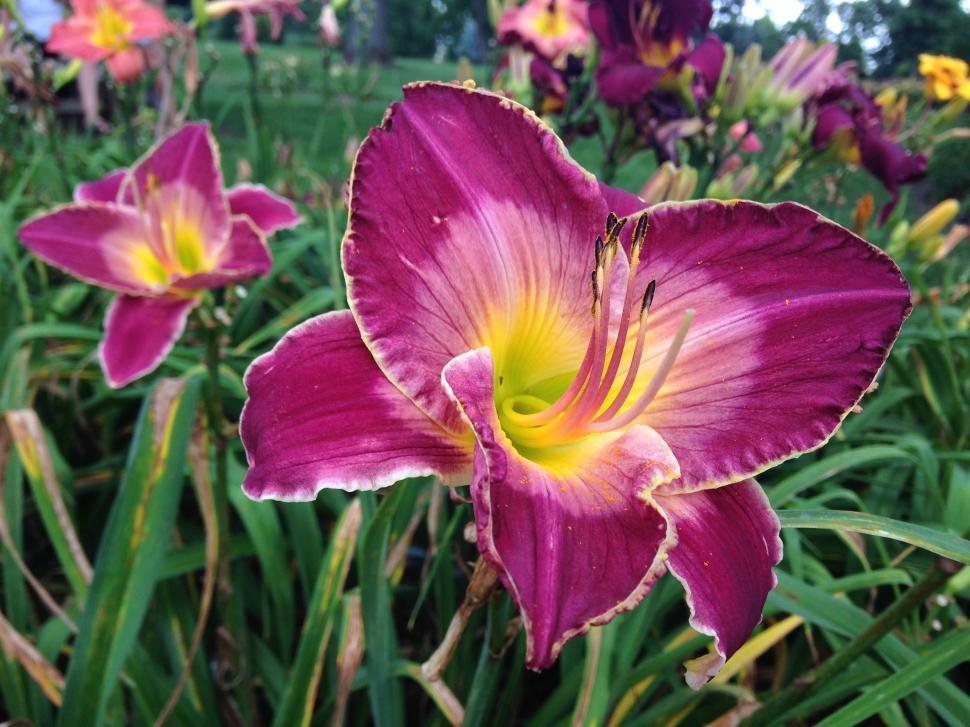 Free Image of Purple and Yellow Iris 