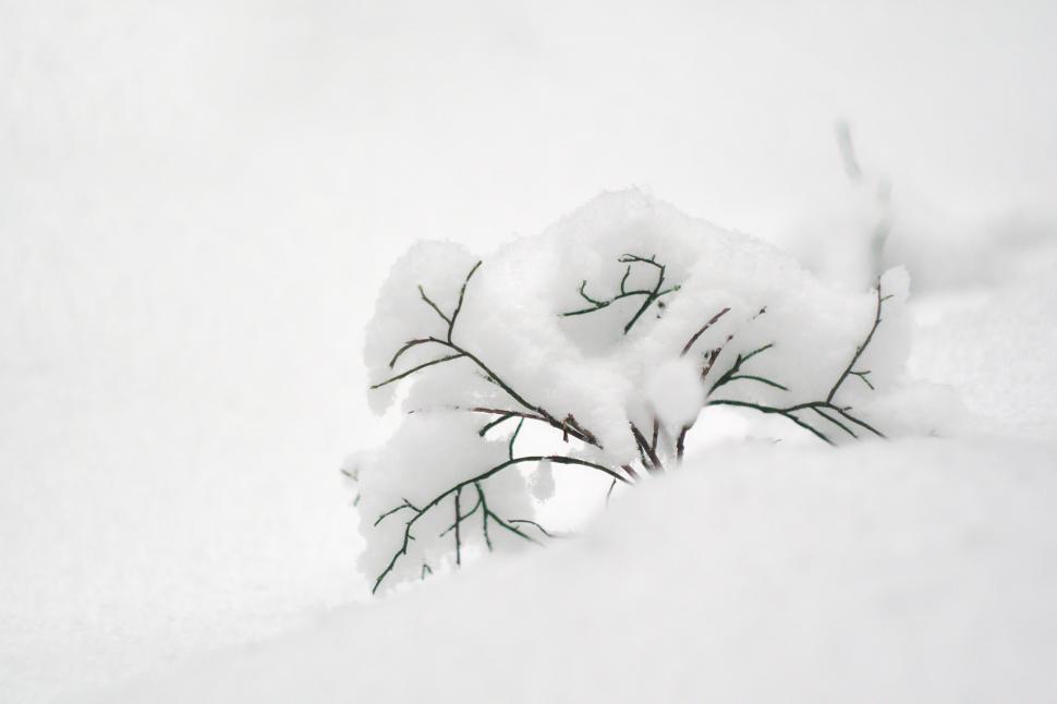 Free Image of Small bush covered with snow 