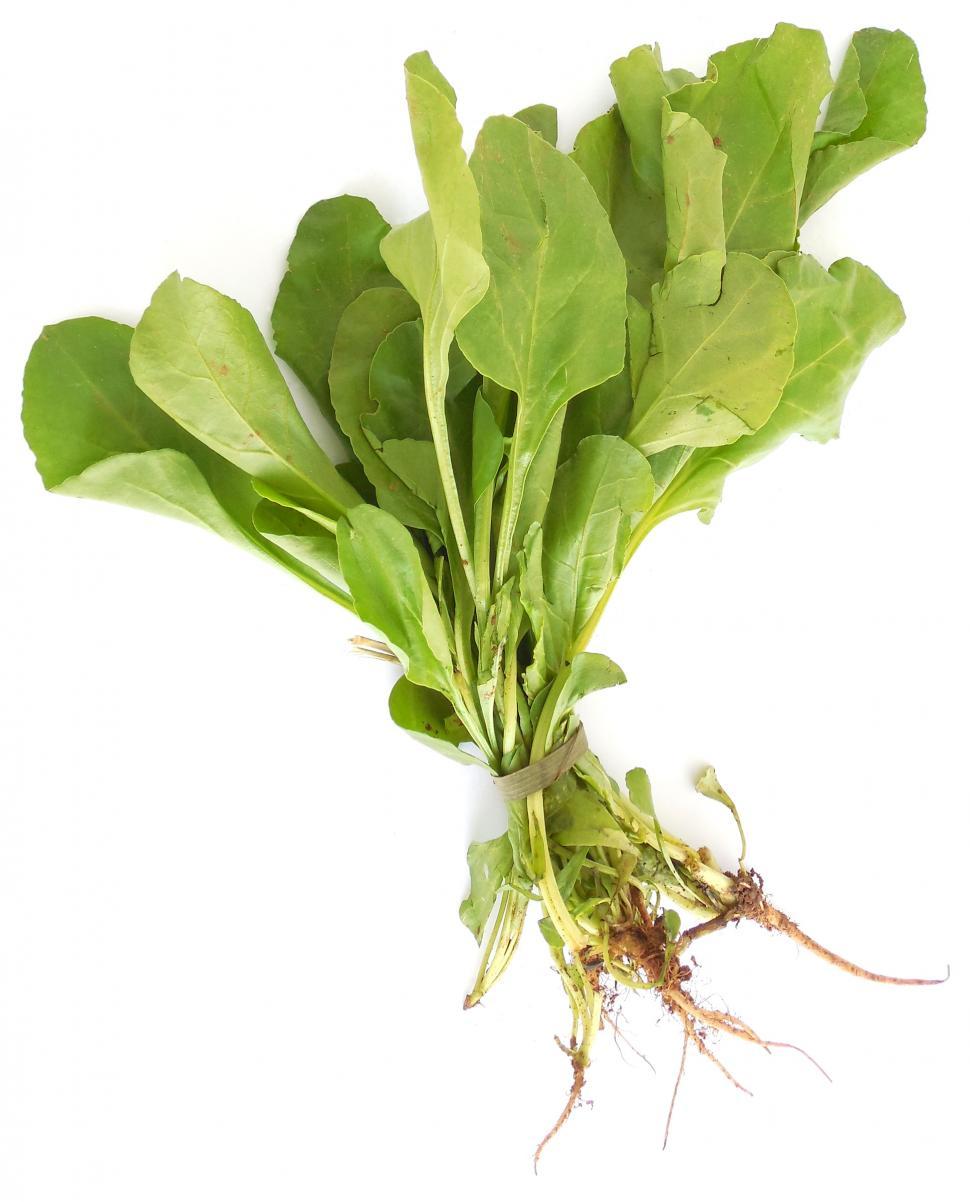 Free Image of Spinach 