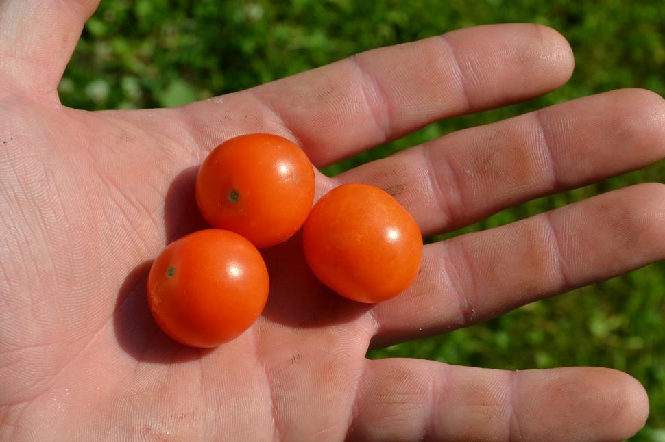 Free Image of Cherry tomatoes 